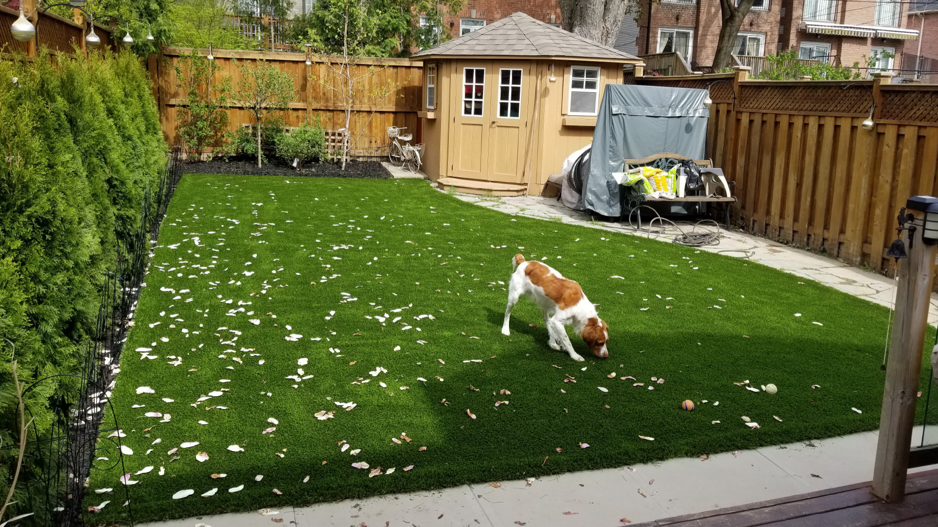 8 Common Myths About Artificial Grass Debunked